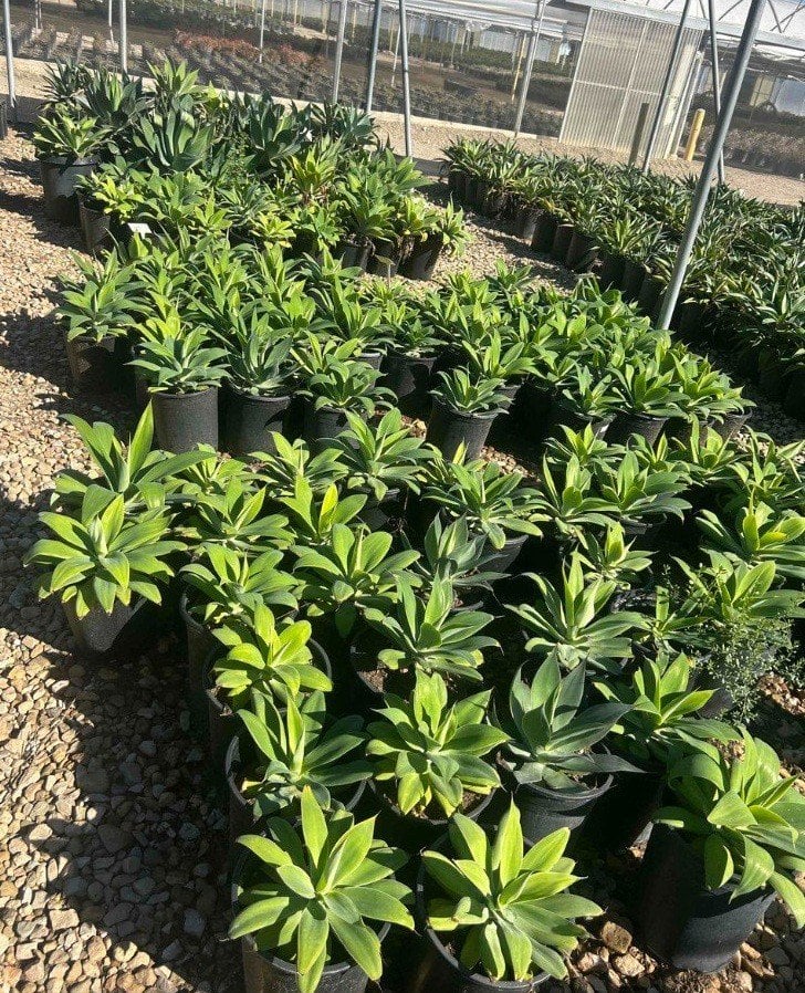 Photo for Agave attenuata (Fox Tail Agave)