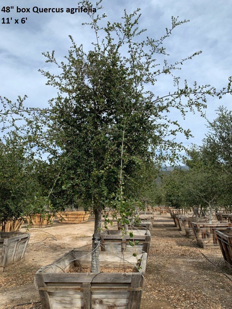 Photo for Quercus agrifolia (Low Branching) (Coast Live Oak)