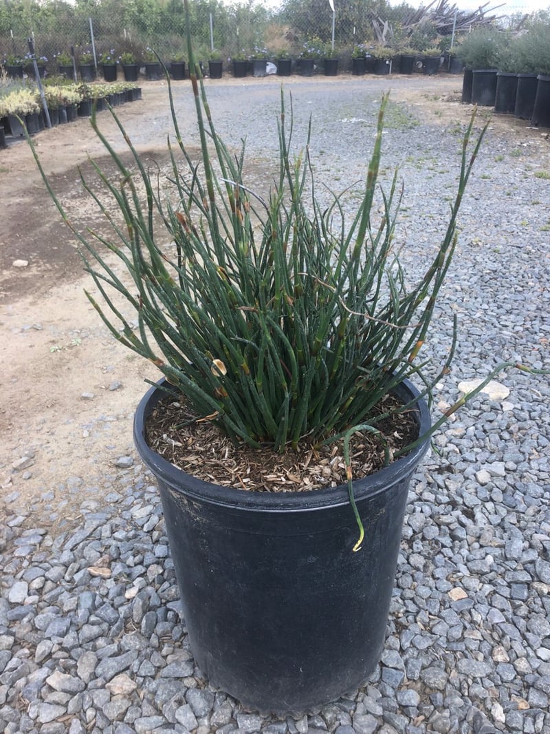 Photo for Chondropetalum tectorum (Small Cape Rush)