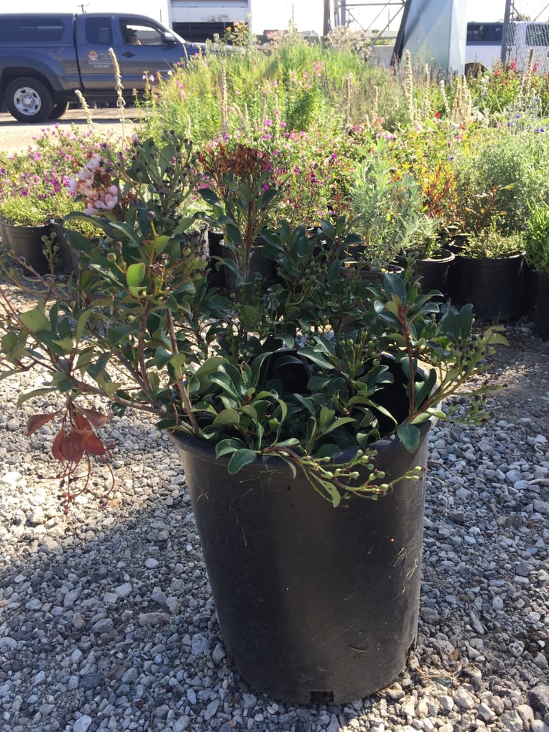 Photo for Rhaphiolepis indica 'Ballerina' (Ballerina Indian Hawthorn)