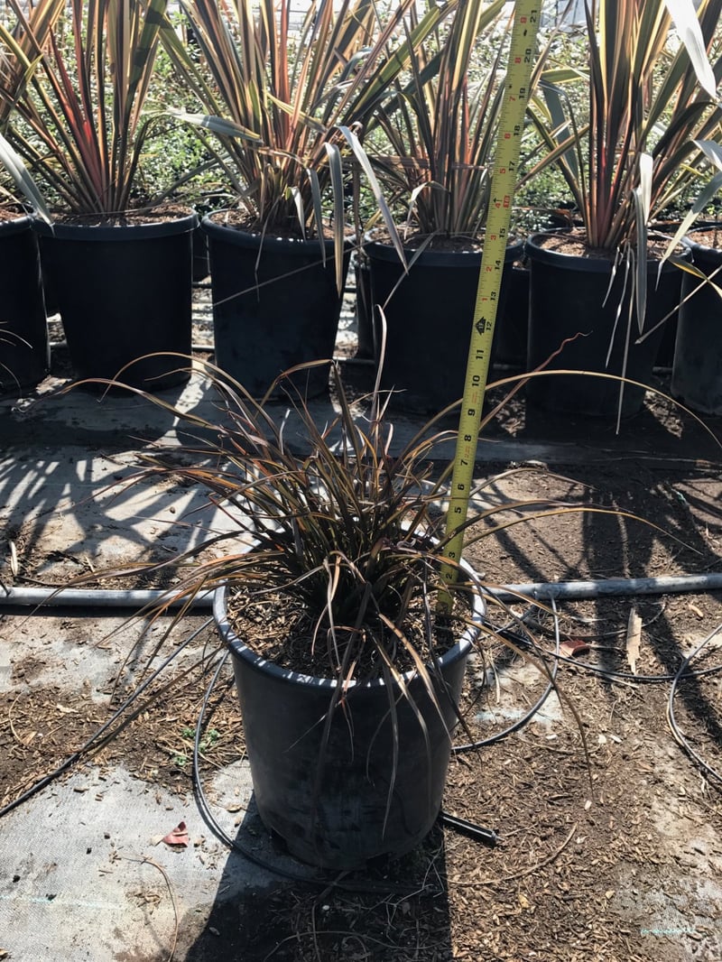 Photo for Phormium x 'Jack Spratt' (Jack Spratt New Zealand Flax)
