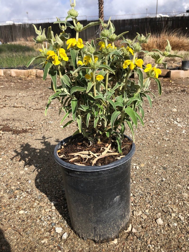 Photo for Phlomis fruticosa (Jerusalem Sage)