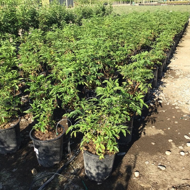 Photo for Sambucus mexicana (Blue Elderberry)