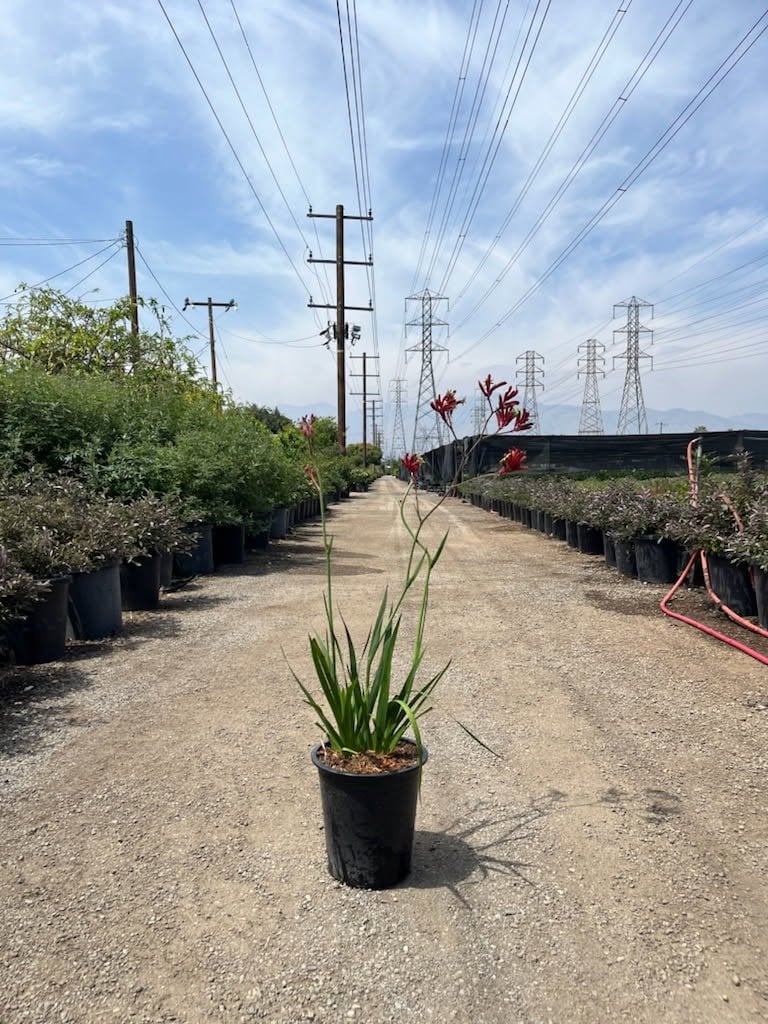 Photo for Anigozanthos flavidus 'Big Red' (Red Kangaroo Paw)
