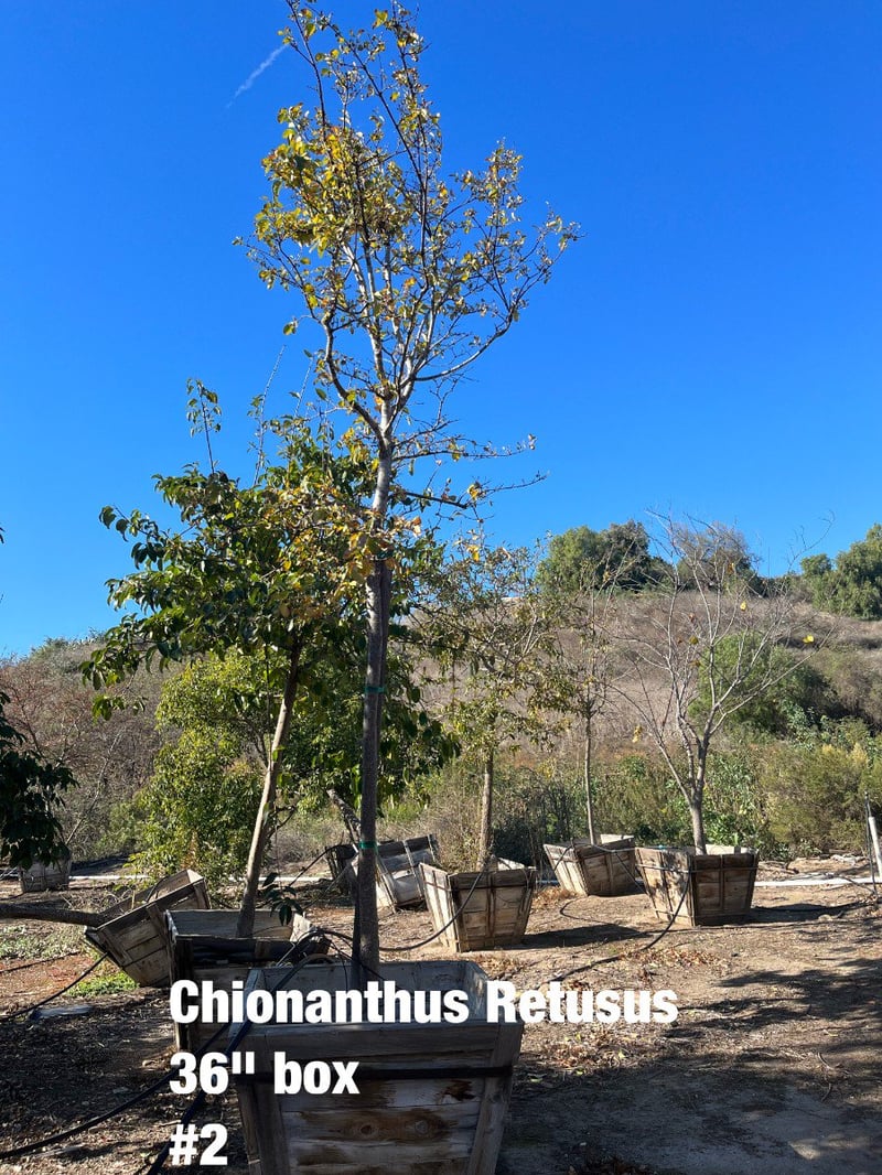 Photo for Chionanthus retusus (Chinese Fringe Tree)