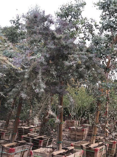 Photo for Acacia baileyana 'Purpurea' (Standard) (Purple Fernleaf Acacia)