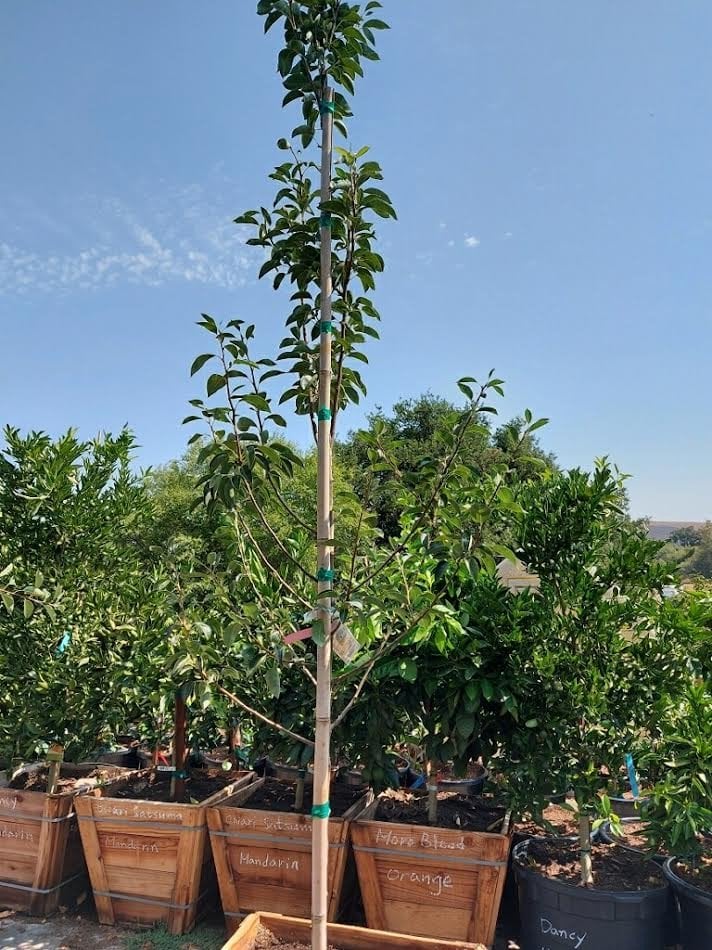 Photo for Pyrus communis ‘Bartlett’ (Bartlett Pear)