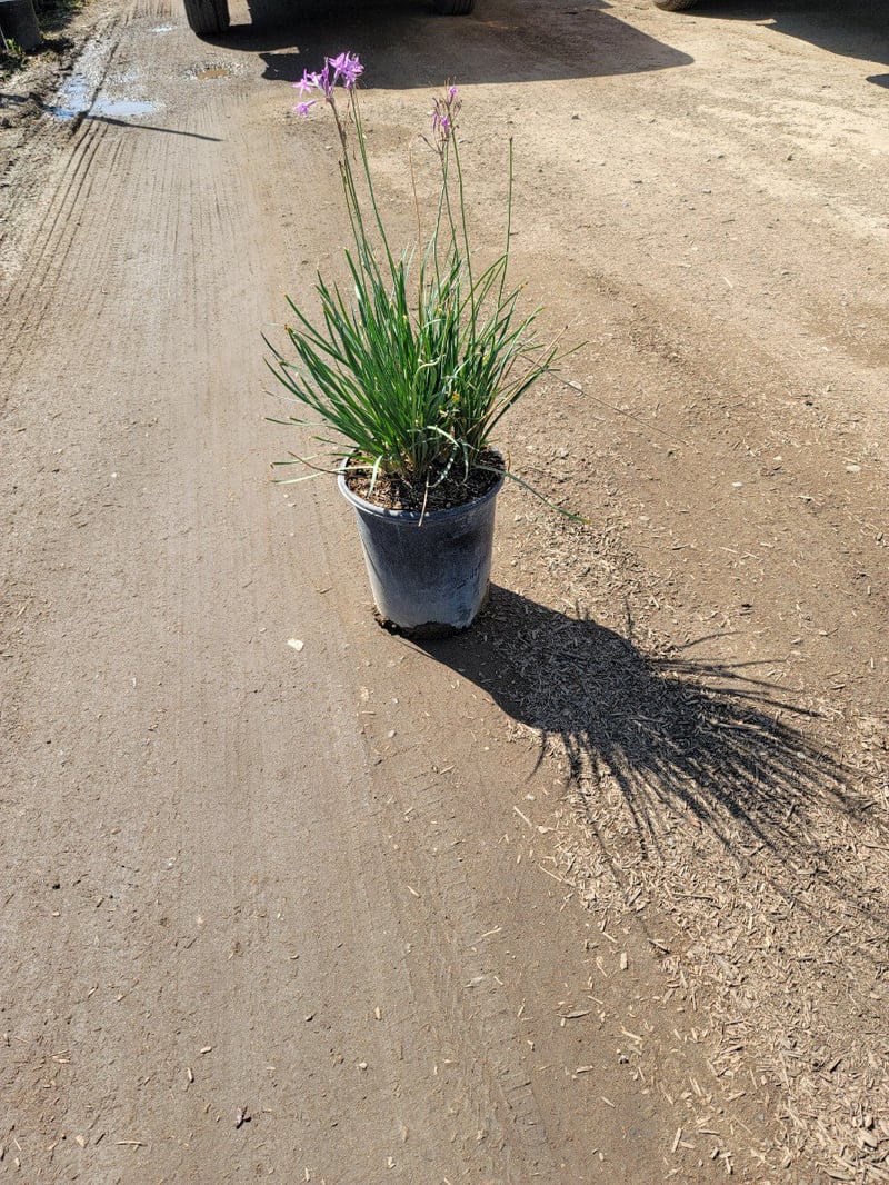 Photo for Tulbaghia violacea (Society Garlic)