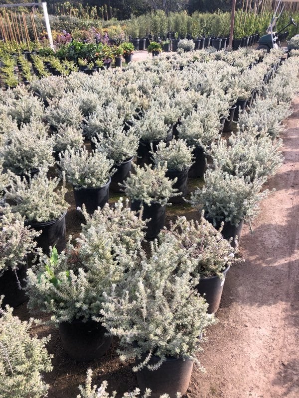 Photo for Westringia fruticosa 'Smokey' (Smokey Coast Rosemary)