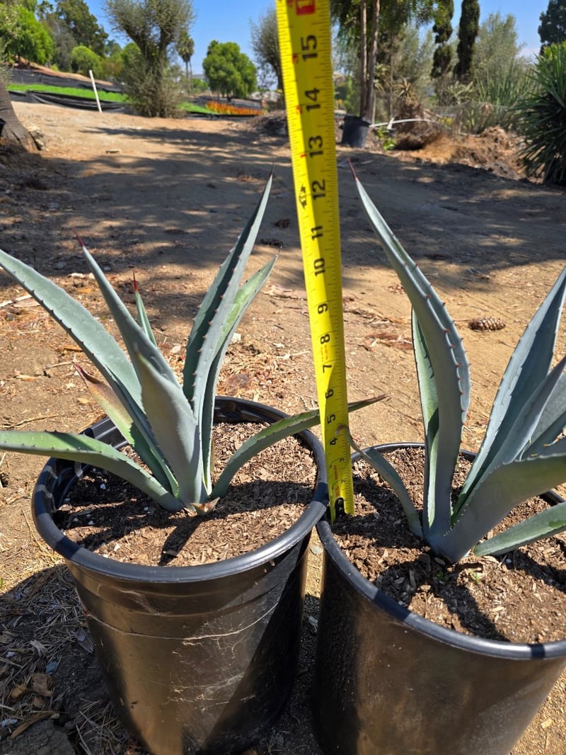 Photo for Agave tequilana (Blue Tequila Agave)