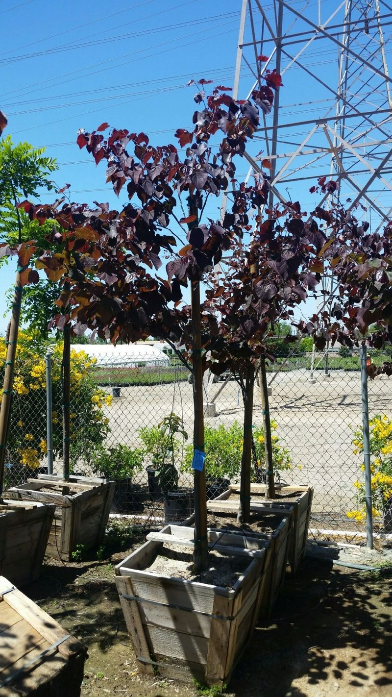 Photo for Cercis canadensis 'Forest Pansy' (Standard) (Purple-leaved Eastern Redbud)