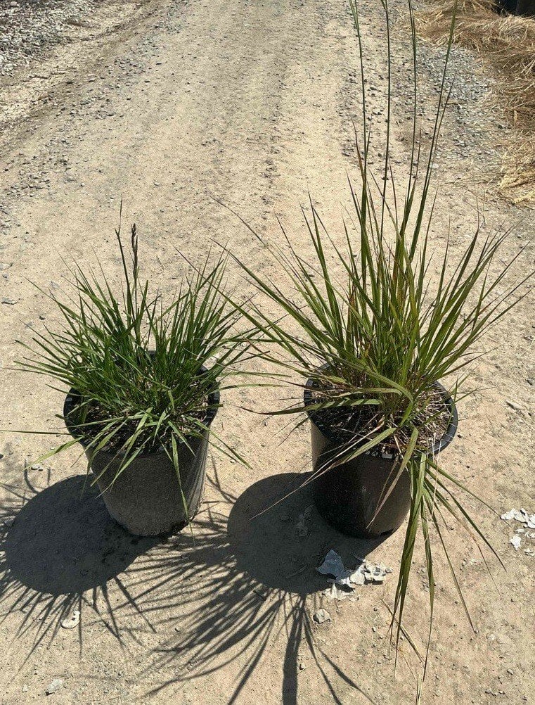 Photo for Calamagrostis × acutiflora 'Karl Foerster' (Karl Foerster Feather Reed Grass)
