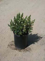 Photo for Myrtus communis (True Myrtle)