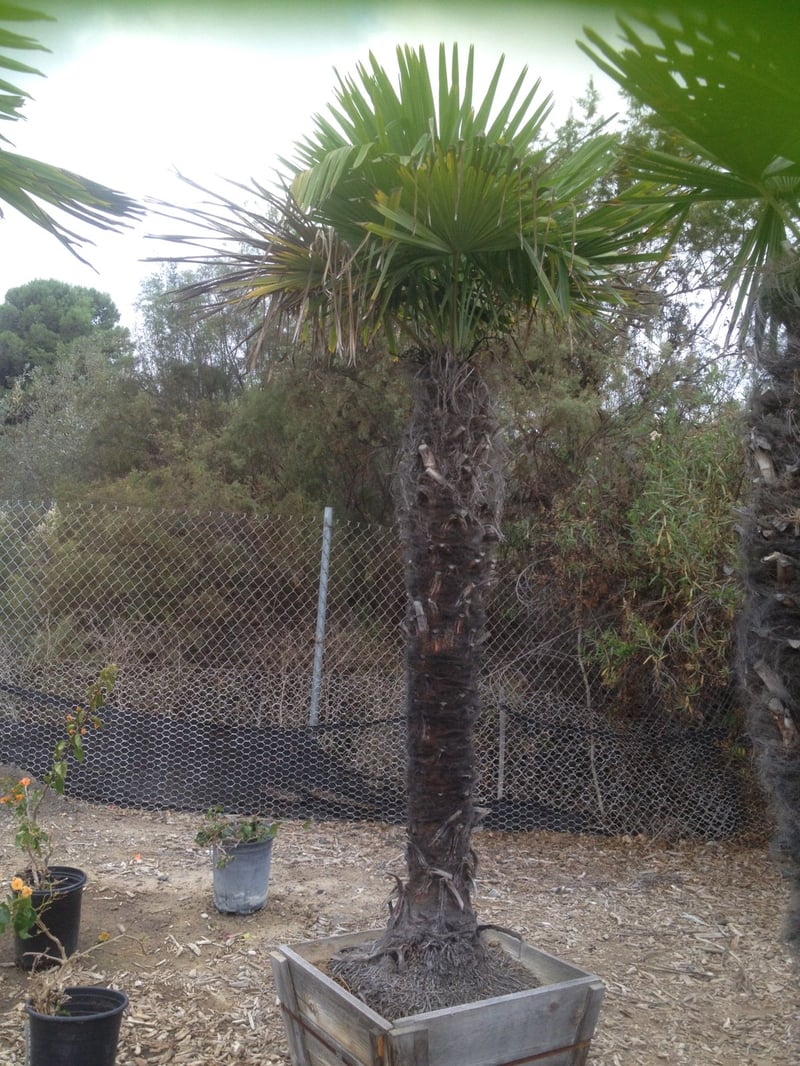 Photo for Trachycarpus fortunei (MIN 10' BTH) (Windmill Palm)