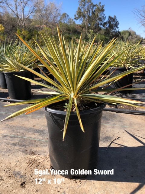 Photo for Yucca gloriosa 'Bright Star' (Bright Star Yucca)