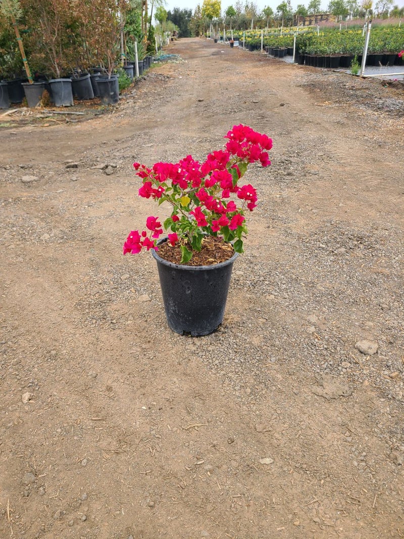 Photo for Bougainvillea 'La Jolla' (Shrub) (La Jolla Bougainvillea)