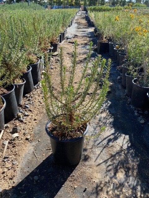 Photo for Eriogonum fasciculatum (California Buckwheat)