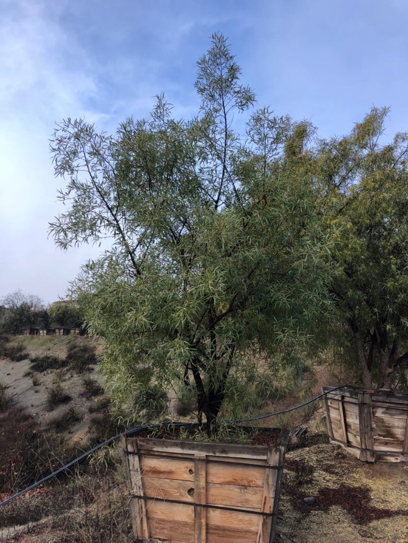 Photo for Rhus lancea (Multi) (African Sumac)
