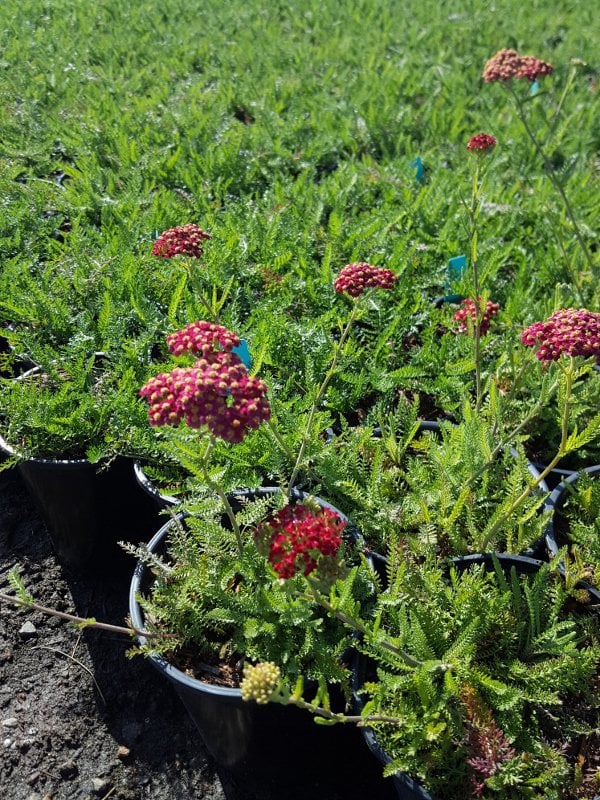 Photo for Achillea 'Paprika' (Paprika Yarrow)