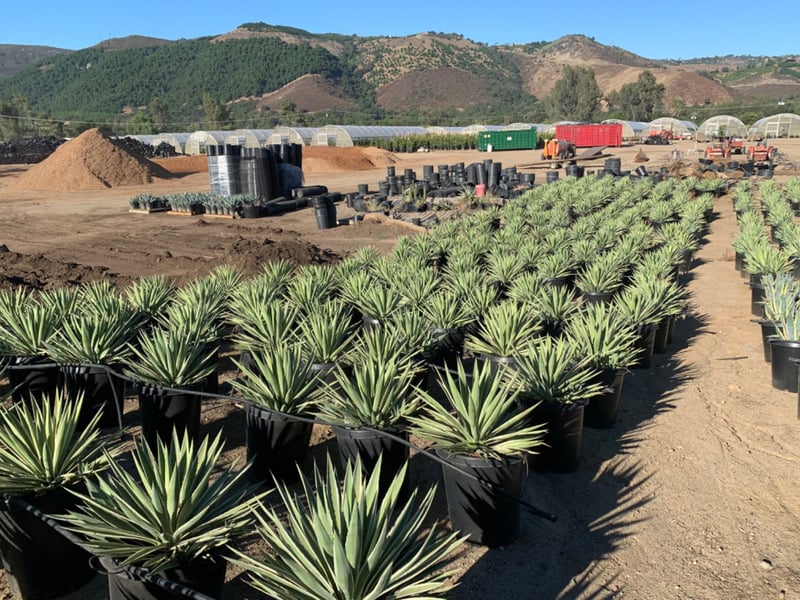 Photo for Agave angustifolia (Caribbean Agave)