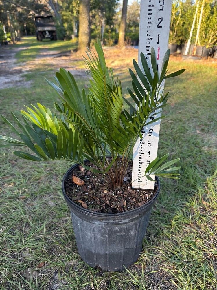 Photo for Zamia integrifolia (Coontie Palm)