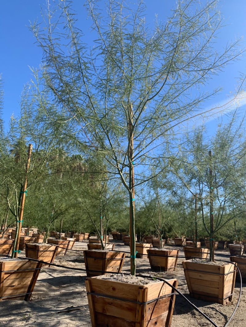 Photo for Cercidium x 'Desert Museum' (Standard) (Desert Museum Palo Verde)