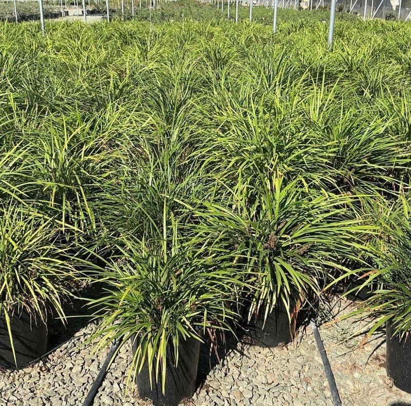 Photo for Liriope muscari 'Gigantea' (Giant Blue Lily Turf)