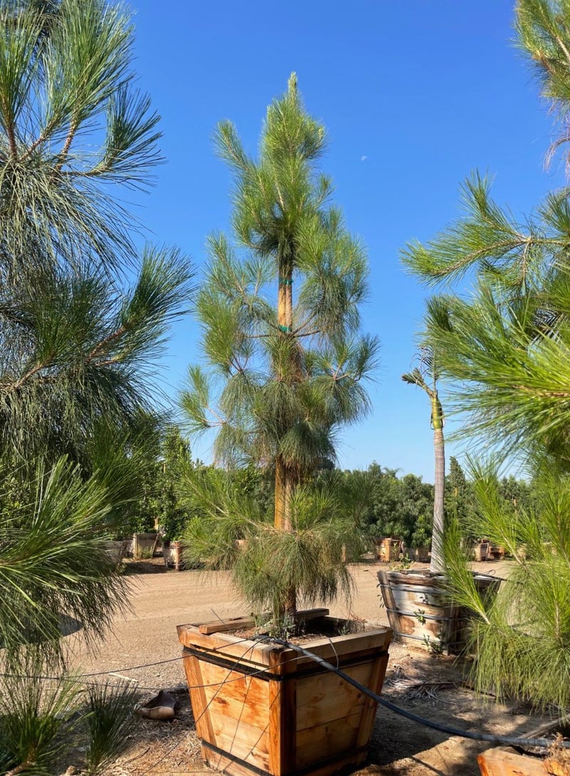 Photo for Pinus canariensis (Canary Island Pine)