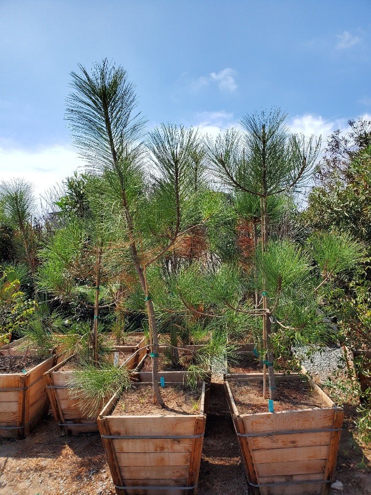 Photo for Pinus torreyana (Standard) (Torrey Pine)