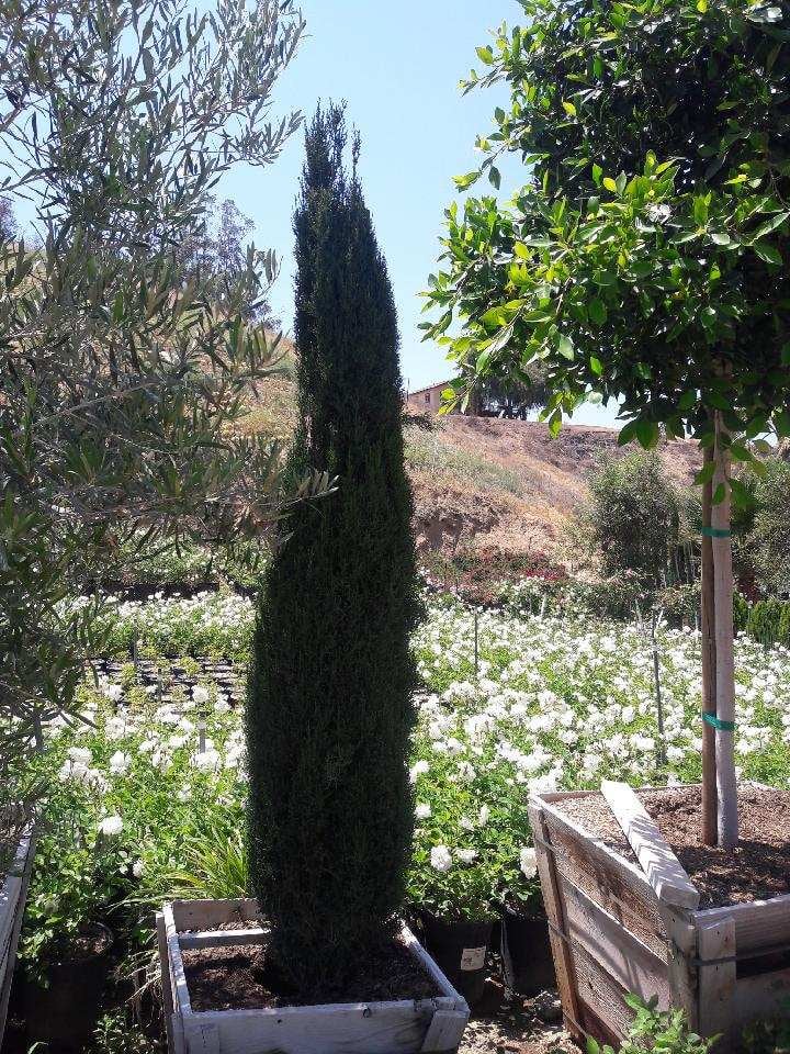 Photo for Cupressus sempervirens 'Monshel'/'Dwarf' (Dwarf Italian Cypress)