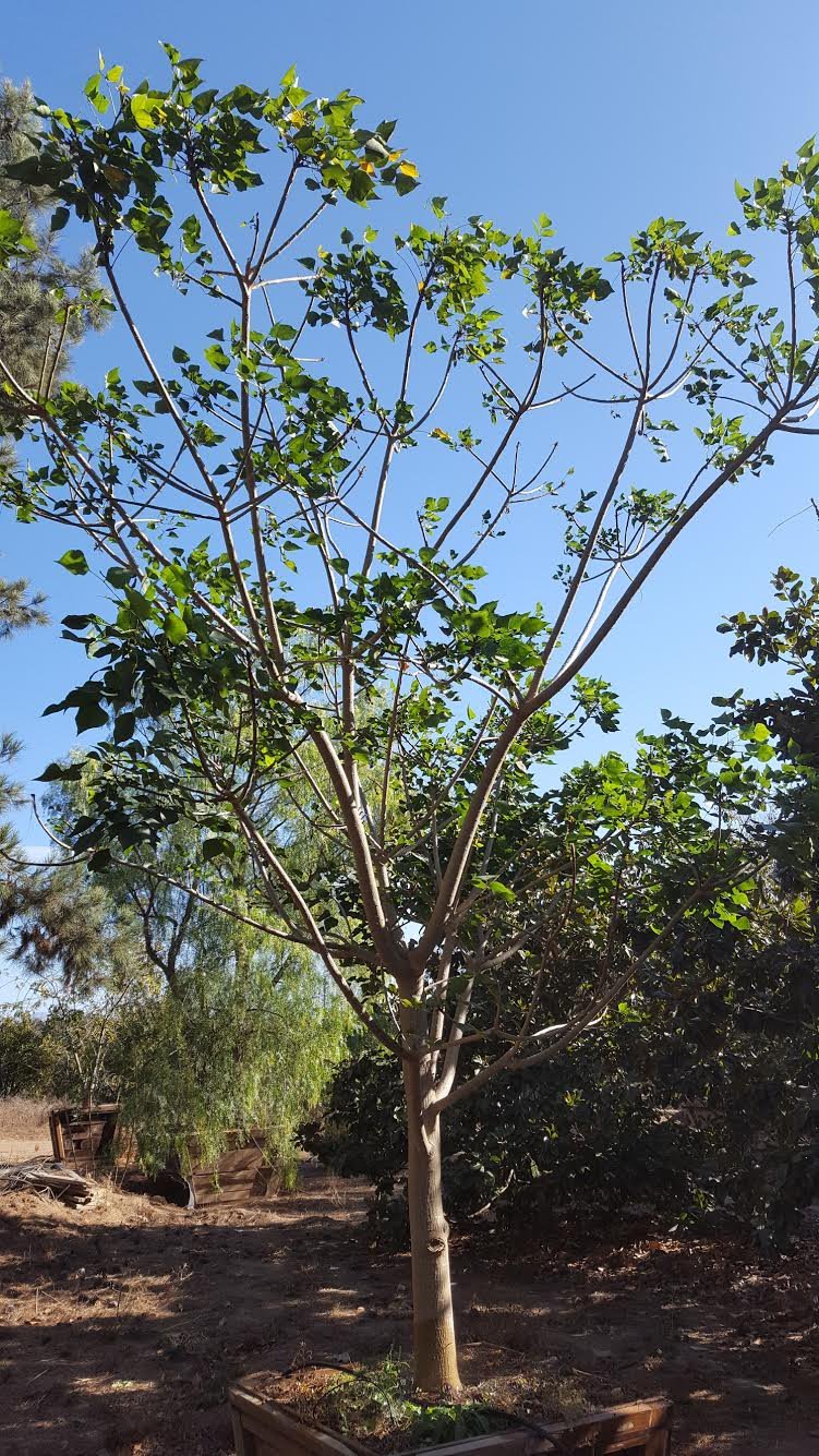 Photo for Erythrina caffra (Coast Coral Tree)