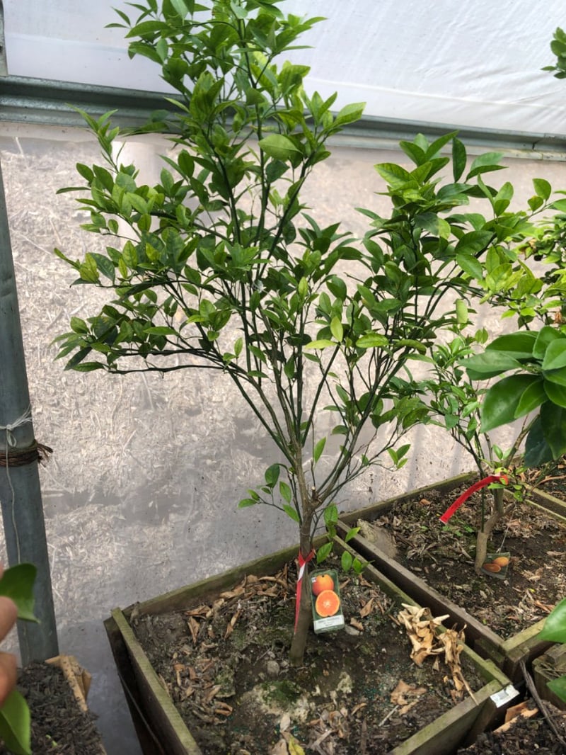 Photo for Citrus x reticulata 'Honey' (Honey Mandarin)