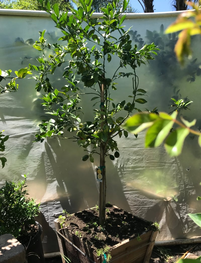 Photo for Citrus limon 'Meyer Improved' (Improved Meyer Lemon)