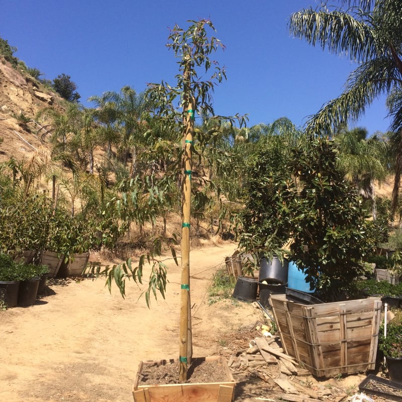 Photo for Eucalyptus citriodora (Corymbia citriodora) (Lemon Scented Gum)