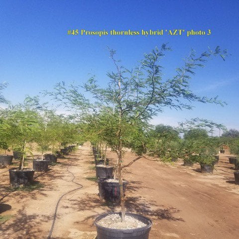 Photo for Prosopis Thornless Hybrid ‘AZT’ (AZT Thornless Mesquite)
