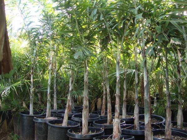 Photo for Wodyetia bifurcata (Foxtail Palm)