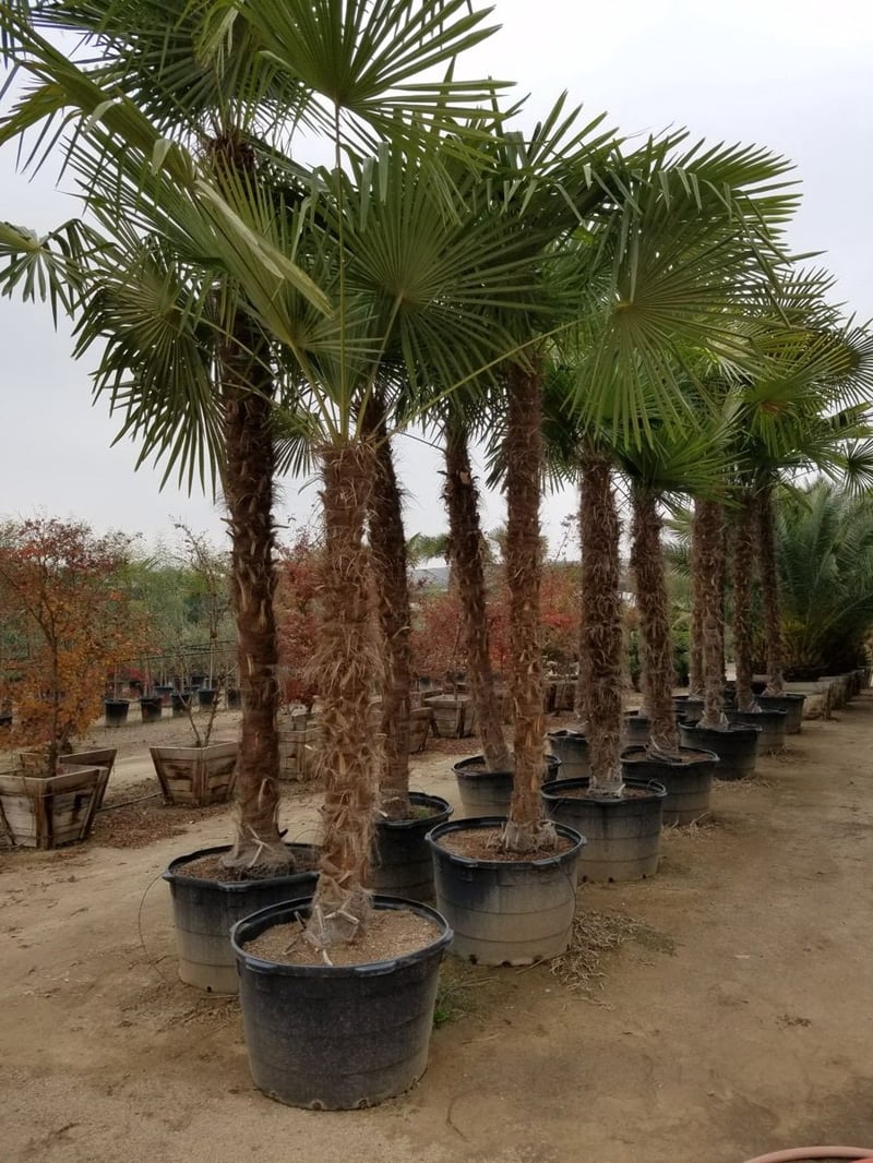 Photo for Trachycarpus fortunei (MIN 10' BTH) (Windmill Palm)