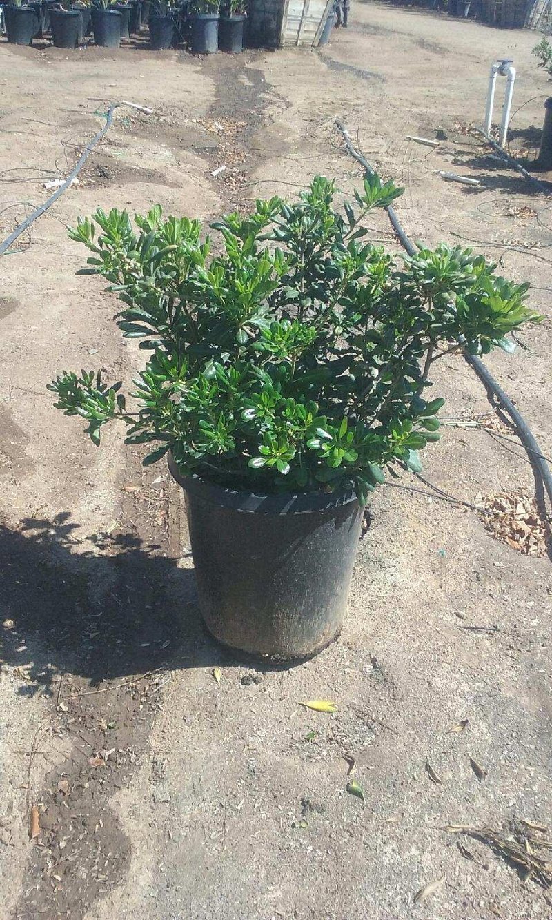Photo for Pittosporum tobira (Japanese Mock Orange)