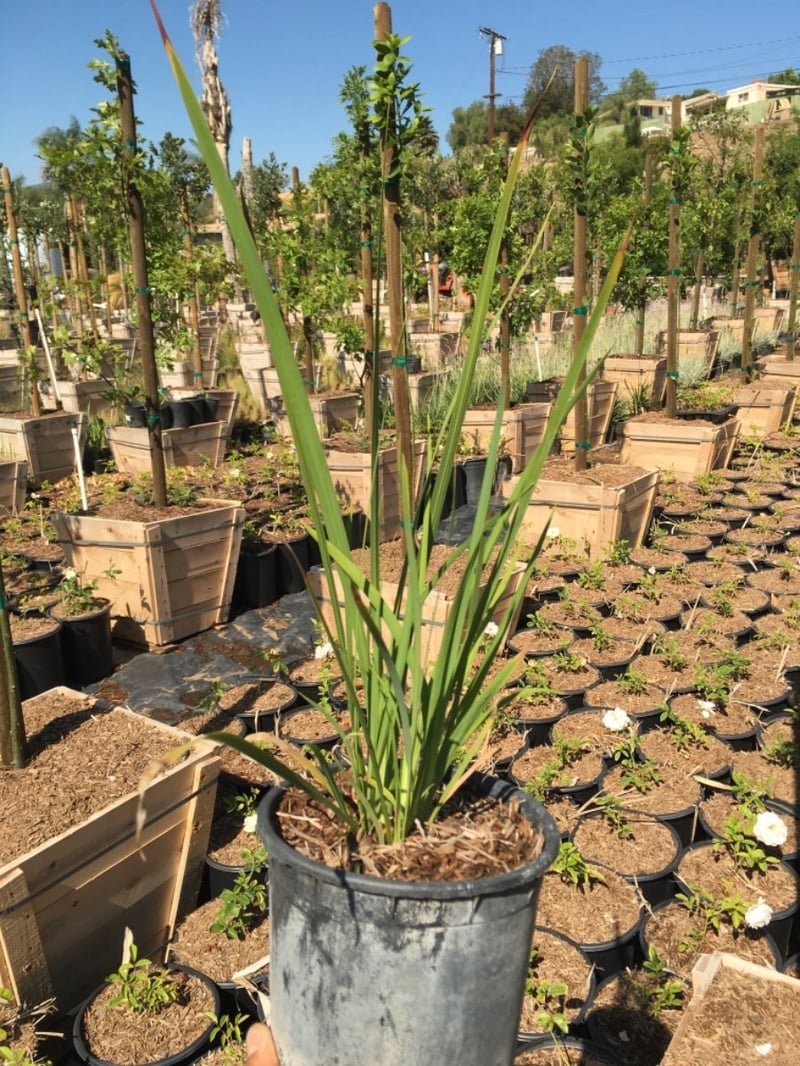 Photo for Dietes (any variety) (Fortnight Lily)