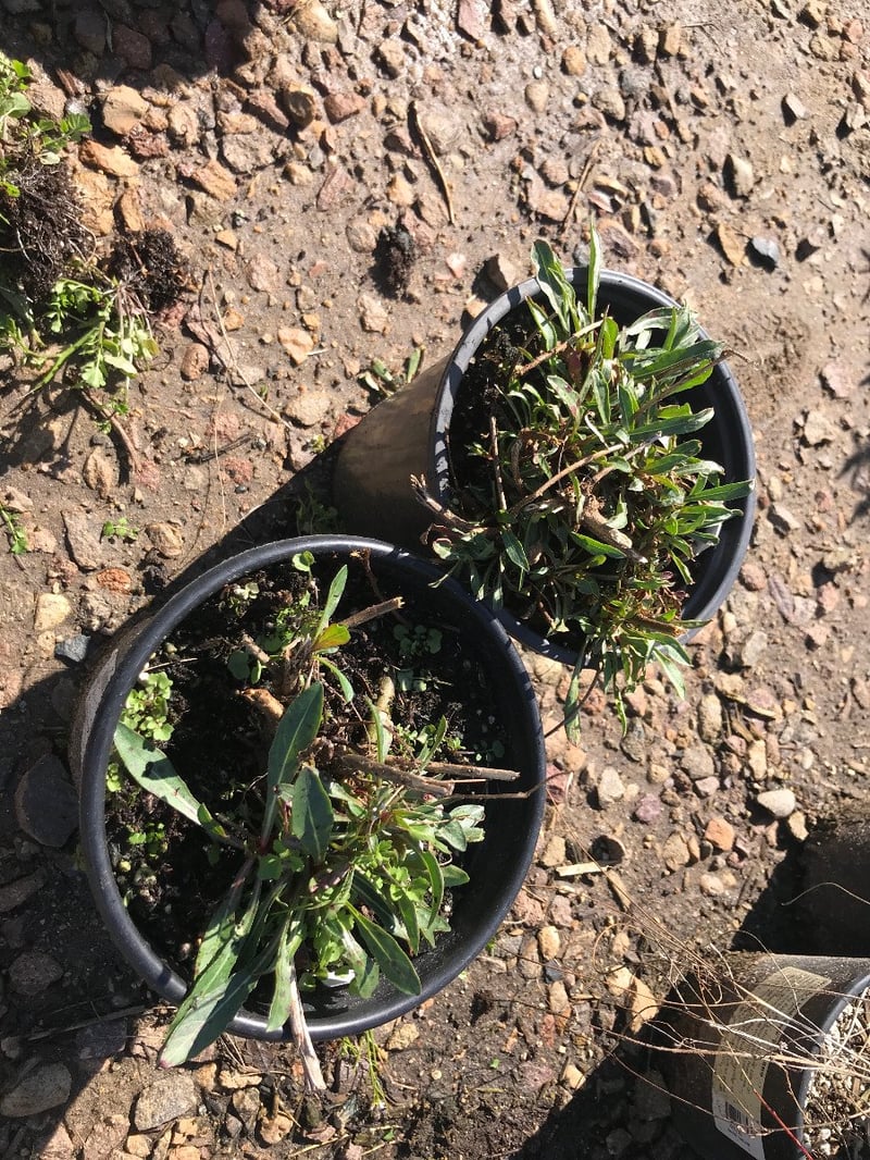 Photo for Gaura lindheimeri (White Gaura)