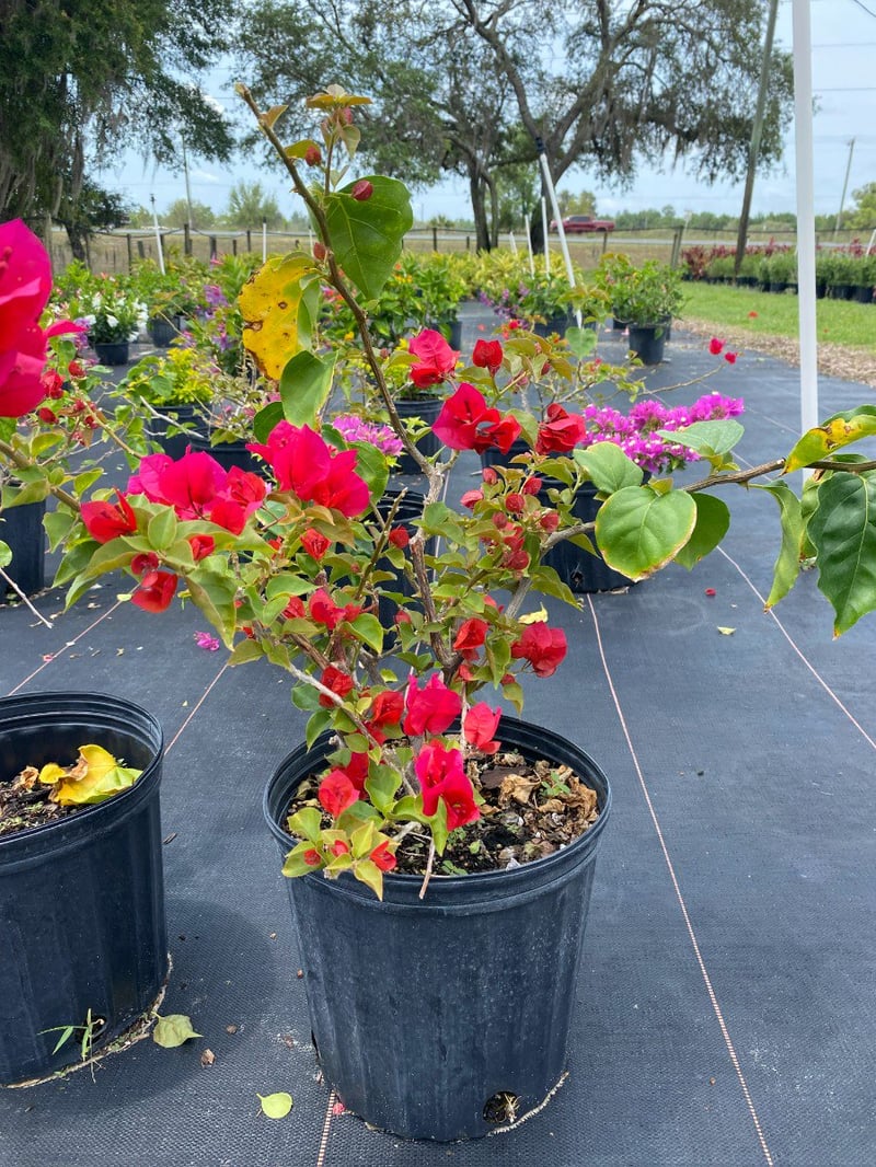 Photo for Bougainvillea 'Purple' (Purple Bougainvillea)