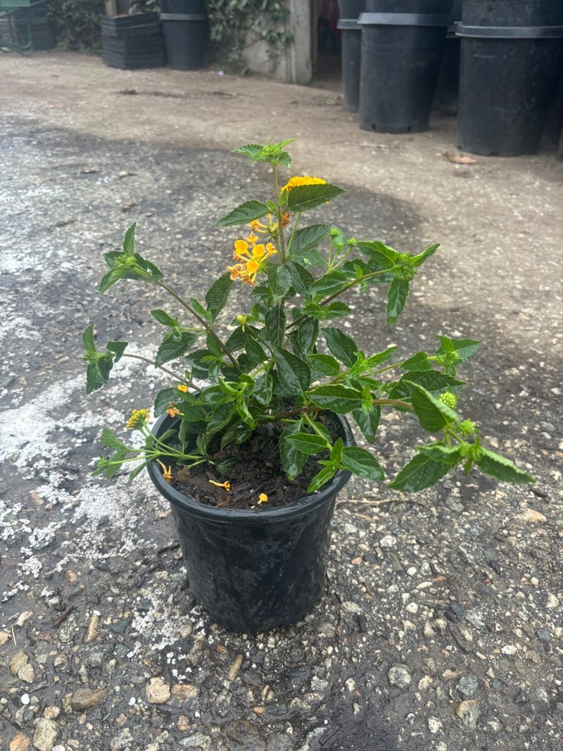 Photo for Lantana x 'New Gold' (New Gold Lantana)