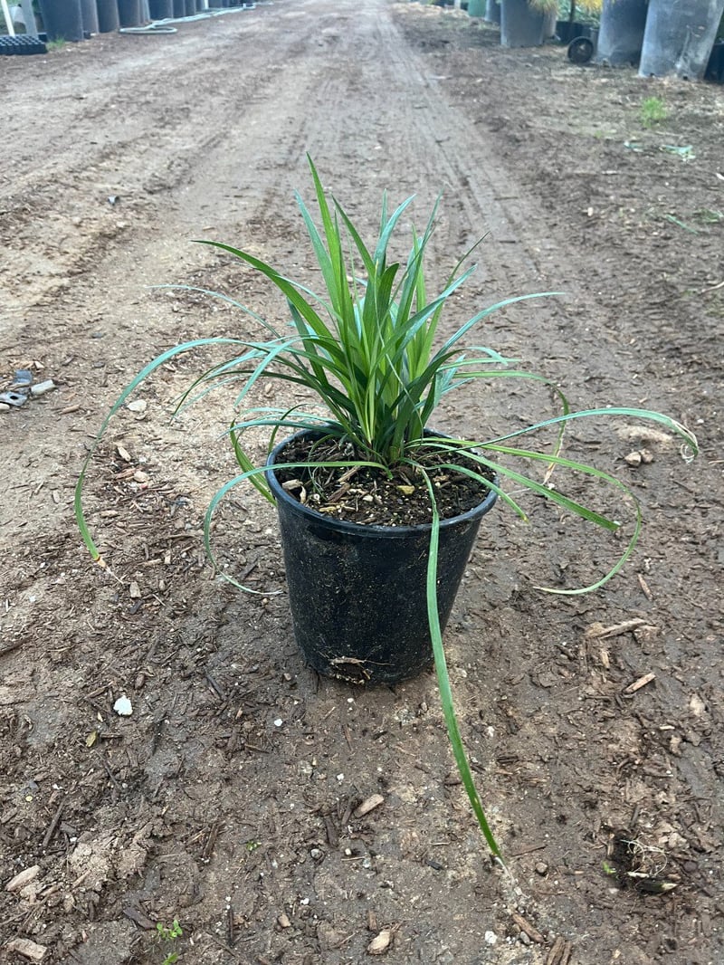 Photo for Liriope spicata (Creeping Lily Turf)