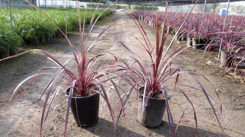 Photo for Cordyline 'Electric Pink' (Pink variegated Dracaena)