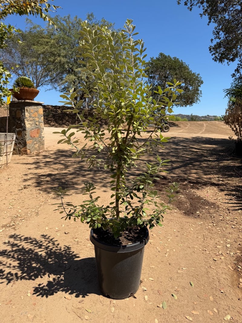 Photo for Pittosporum crassifolium (Karo)