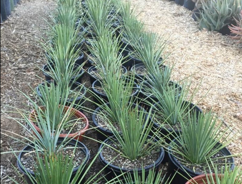 Photo for Agave stricta (Hedgehog Agave)