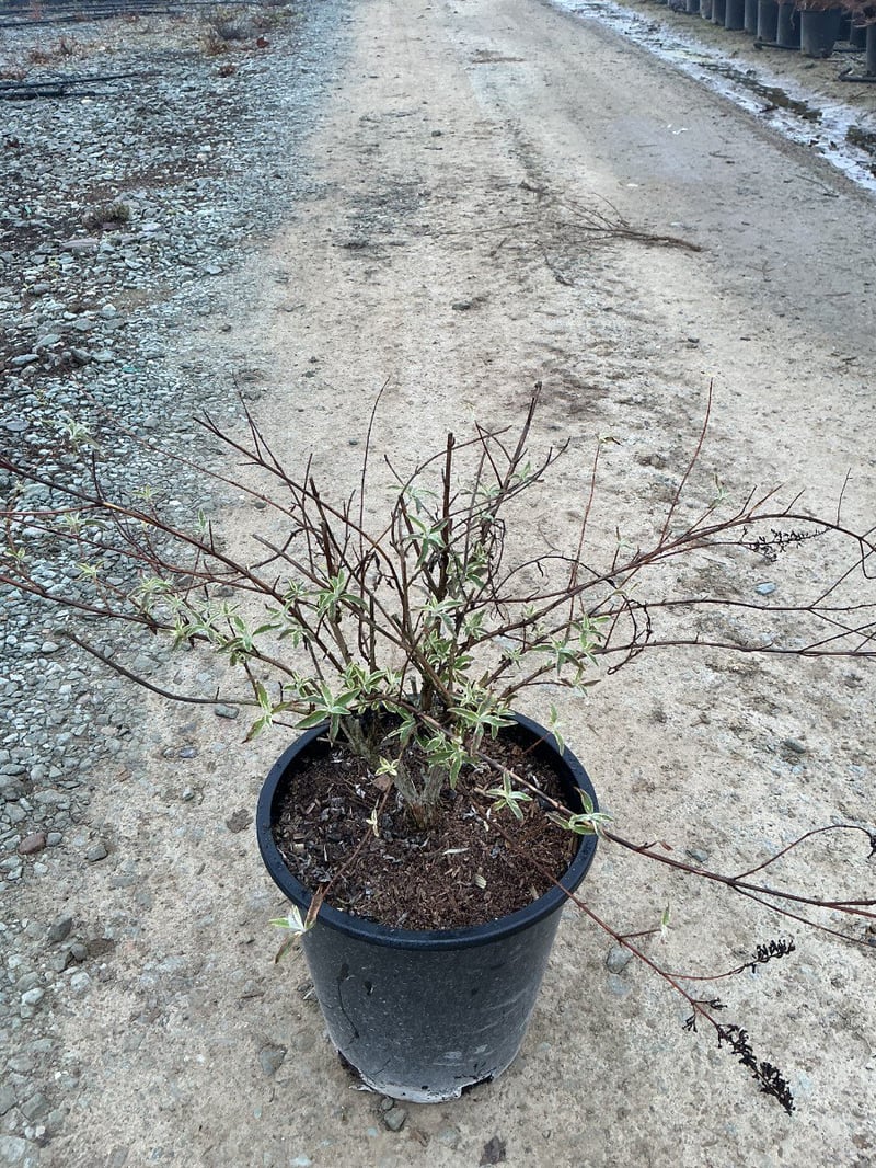 Photo for Buddleja davidii (Butterfly Bush)