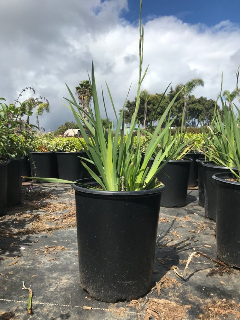Photo for Dietes grandiflora (Fortnight Iris)
