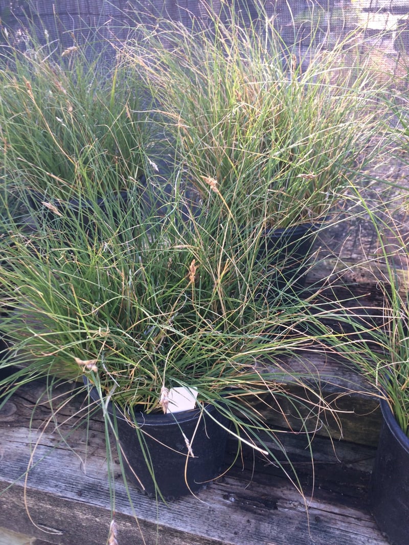 Photo for Carex pansa (California Meadow Sedge)