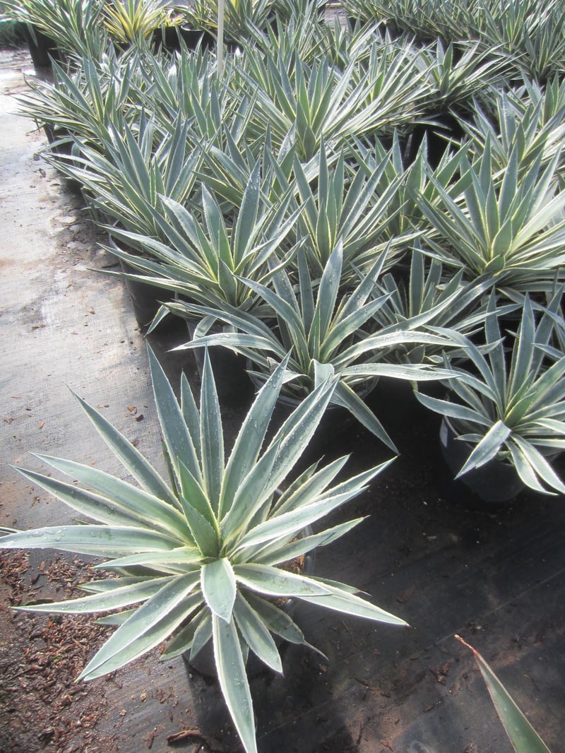 Photo for Agave angustifolia 'Marginata' (Caribbean Agave)
